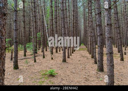 Three Brothers Wasserfälle Naturschutzgebiet Haliburton County Kinmount Ontario Kanada Im Sommer Stockfoto