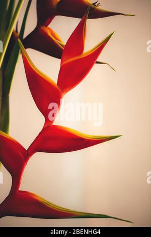 Nahaufnahme Bild von schönen roten Heliconia Blume. Stockfoto