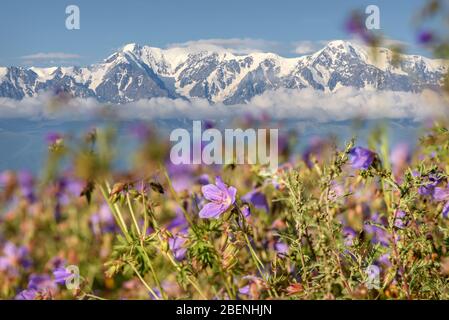 Erstaunlich leuchtend blaue Blüten der Geranie (Geranium pratense) auf der Seite eines Berges vor dem Hintergrund der schneebedeckten Berge, blauen Himmel und schön Stockfoto