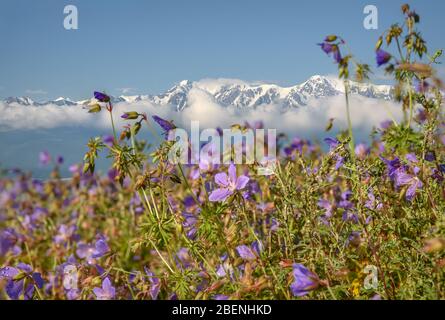 Erstaunlich leuchtend blaue Blüten der Geranie (Geranium pratense) auf der Seite eines Berges vor dem Hintergrund der schneebedeckten Berge, blauen Himmel und schön Stockfoto