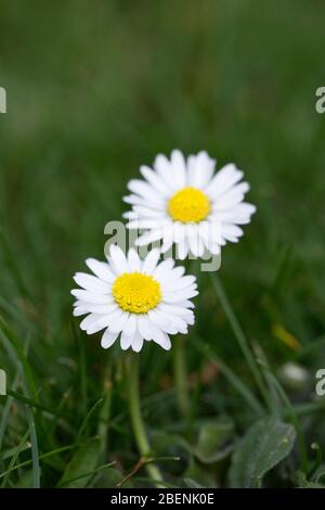 Bellis perennis. Gänseblümchen im Gras. Stockfoto