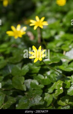 Ficaria verna subsp. verna. Kleiner Celandin wächst im Garten. Stockfoto