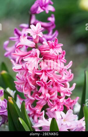 Hyacinthus 'Beeren und Sahne' Blüten. Stockfoto