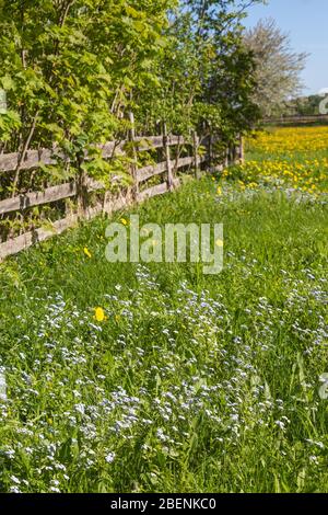 Blühende Wiese mit Vergiss mich nicht und Löwenzahn Stockfoto