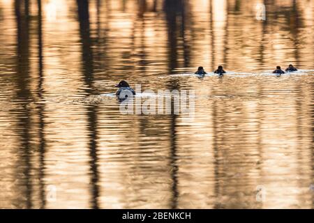 Goldenauge mit Entlein im See bei Sonnenaufgang Stockfoto