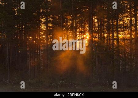 Die Sonne scheint durch den Wald an einem nebligen Morgen Stockfoto