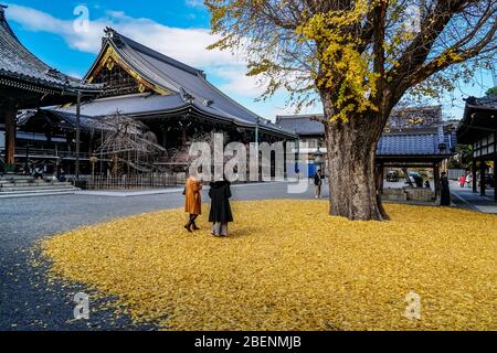 Zwei junge japanische Frauen genießen die gelben Blätter des Gigant Icho (Ginko biloba)-Baumes im Bukkoji-Tempel, Kyoto, Japan Stockfoto