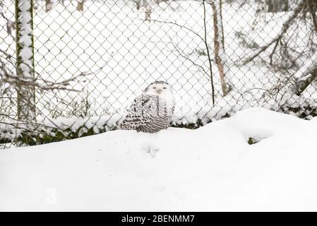 Weiße Polarkauz im Schnee im Winterwald in der Nähe von Gitterzaun Stockfoto