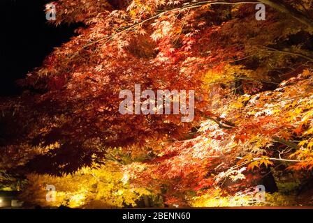 Eikan-dō Zenrin-ji, 48 Eikandocho, Sakyo ward, Kyoto, 606-8445, Japan Stockfoto