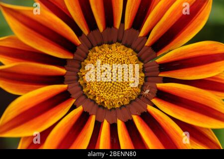 Gazania - Die Afrikanische Gänseblümchen Stockfoto