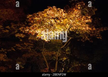 Eikan-dō Zenrin-ji, 48 Eikandocho, Sakyo ward, Kyoto, 606-8445, Japan Stockfoto