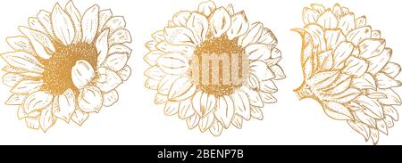Vector Sonnenblumen, handgezeichnetes Set, Designelemente geeignet für Heißfolienprägung Stock Vektor