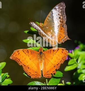 Malaiischer Kreuzschiff Schmetterling - Vindula dejone, schöner gelb-oranger Schmetterling aus südostasiatischen Wiesen und Wäldern, Malaysia. Stockfoto