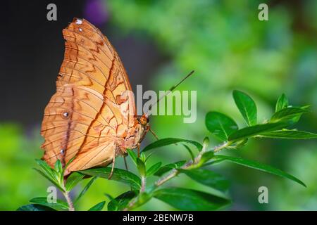 Malaiischer Kreuzschiff Schmetterling - Vindula dejone, schöner gelb-oranger Schmetterling aus südostasiatischen Wiesen und Wäldern, Malaysia. Stockfoto