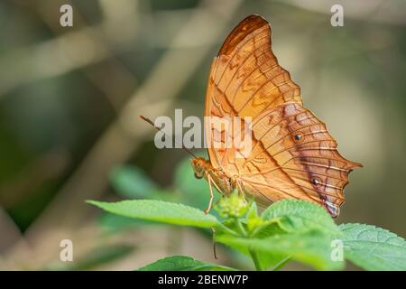 Malaiischer Kreuzschiff Schmetterling - Vindula dejone, schöner gelb-oranger Schmetterling aus südostasiatischen Wiesen und Wäldern, Malaysia. Stockfoto