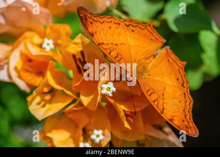 Malaiischer Kreuzschiff Schmetterling - Vindula dejone, schöner gelb-oranger Schmetterling aus südostasiatischen Wiesen und Wäldern, Malaysia. Stockfoto