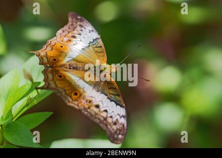 Malaiischer Kreuzschiff Schmetterling - Vindula dejone, schöner gelb-oranger Schmetterling aus südostasiatischen Wiesen und Wäldern, Malaysia. Stockfoto