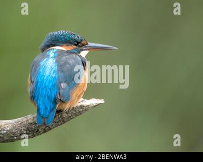 Weiblicher Eisvogel Stockfoto