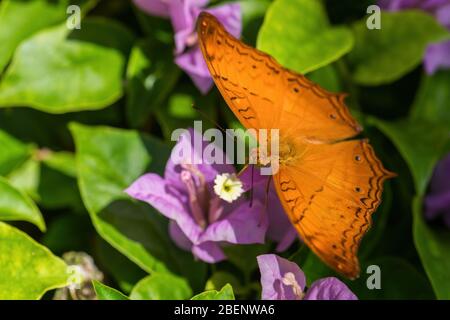 Malaiischer Kreuzschiff Schmetterling - Vindula dejone, schöner gelb-oranger Schmetterling aus südostasiatischen Wiesen und Wäldern, Malaysia. Stockfoto