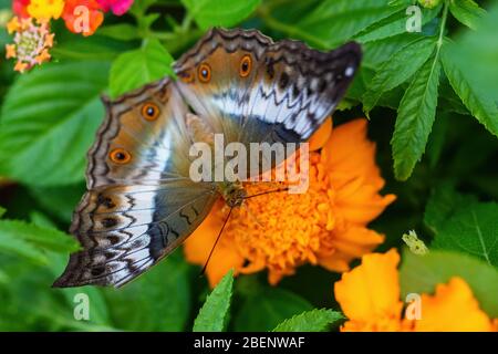 Malaiischer Kreuzschiff Schmetterling - Vindula dejone, schöner gelb-oranger Schmetterling aus südostasiatischen Wiesen und Wäldern, Malaysia. Stockfoto