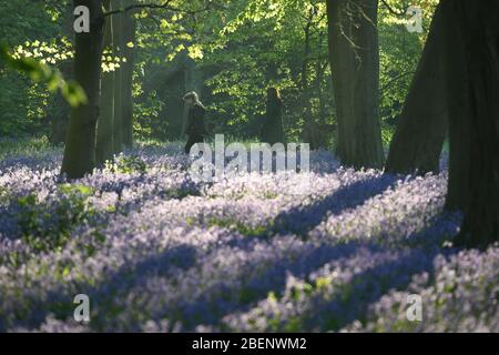 Zwei Frauen machen einen frühen Morgenspaziergang an einer Decke von Blaubellen im Wanstead Park im Nordosten Londons. Stockfoto