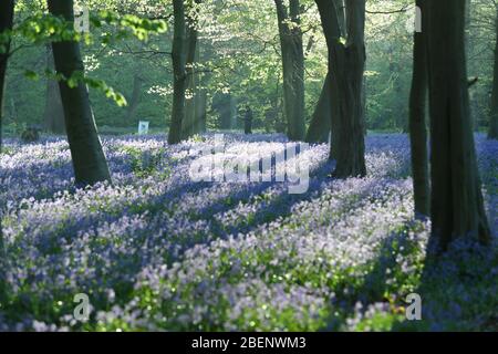 Ein Mann macht einen frühen Morgenspaziergang an einer Decke von Blaubellen im Wanstead Park im Nordosten Londons. Stockfoto