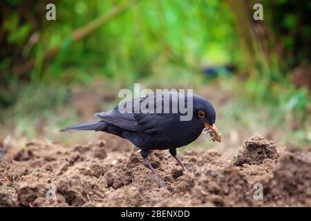 Teleobjektiv Aufnahme eines schwarzen Vogels im Heimgarten auf der Suche nach Regenwürmern Stockfoto