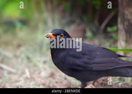 Teleobjektiv Aufnahme eines schwarzen Vogels im Heimgarten auf der Suche nach Regenwürmern Stockfoto