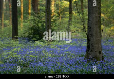 Blüht in Blüte im Micheldever-Holz in Hampshire. Stockfoto