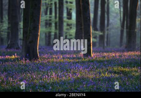 Frühmorgendliches Licht caches bluebells in Blume in Micheldever Holz in Hampshire. Stockfoto