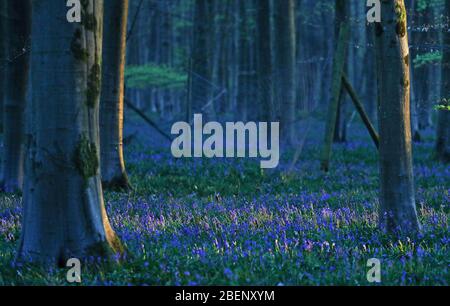 Frühmorgendliches Licht caches bluebells in Blume in Micheldever Holz in Hampshire. Stockfoto