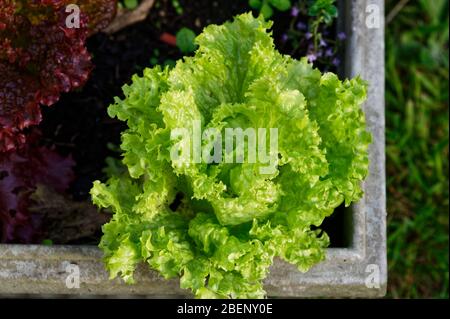 Ein grüner Blattsalat ist bereit, die Blätter gepflückt zu einem köstlichen Salat hinzuzufügen Stockfoto