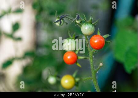 Tomaten in einem heimischen Garten wachsen reife und unreife Tomaten auf dem gleichen Stamm Stockfoto