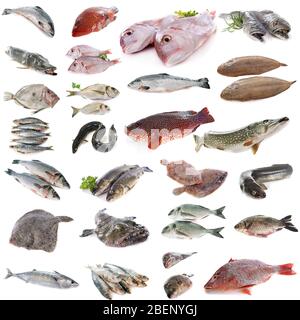 Zusammengesetztes Bild von Fischen vor weißem Hintergrund Stockfoto