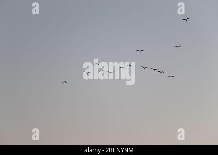 Eine Gruppe von Reihern (Weißreiher) fliegen in den Himmel, Vögel Hintergrund in den Morgen Stockfoto