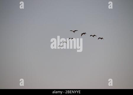 Sieben Silberreiher (Weißer Reiher) fliegen am Himmel, Vögel am Abend im Hintergrund Stockfoto