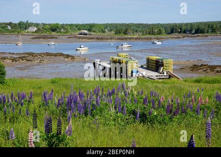 Bass Harbor auf Mt Desert Island in Maine USA Stockfoto