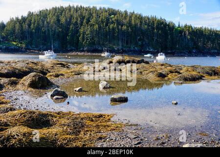 Seal Cove auf Mt Desert Island in Maine USA Stockfoto