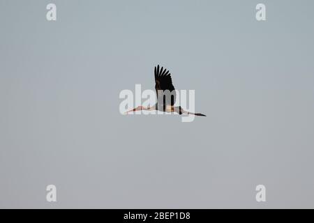 Seitenansicht von männlich bemalten Storch fliegen in den Himmel, Nahaufnahme von Vogelflug, Wasser Vogel Hintergrund Stockfoto