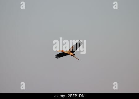 Nahaufnahme von männlichen Storch Flug in den Himmel gemalt, Vogel fliegen Hintergrund Stockfoto