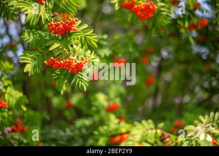 Leuchtend rote Beeren der Bergasche an einem bewölkten Herbsttag Stockfoto