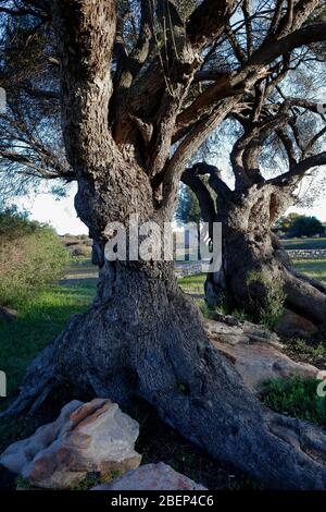 Knorrige alte wilde Olivenbäume in der Nähe von Nieuwoudtville, Nordkap, Südafrika Stockfoto