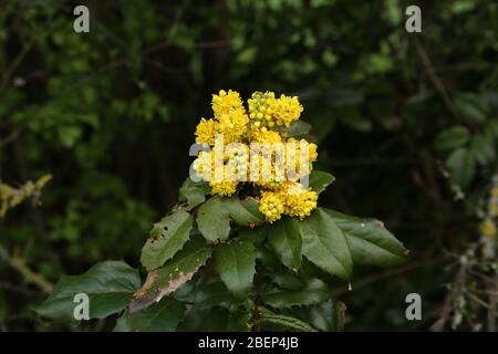 Gelber Zweig des blühenden Mahonia im Frühling. Stockfoto