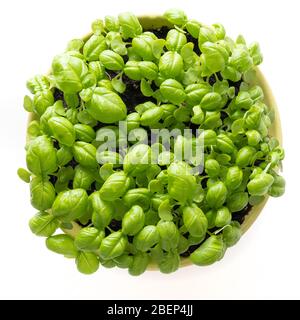 Keimte Basilikumsamen Microgreens in Topf auf weiß. Blick von oben. Konzept Vegane und gesunde Ernährung. Saatgutgeraet zu Hause. Italienische Gewürze. Stockfoto