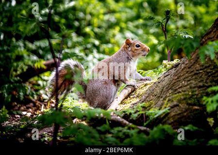 Brighton and Hove UK, 14. April 2020, EIN graues Eichhörnchen im St Ann's Well Park in Hove, das das schöne Frühlingswetter genießt Stockfoto