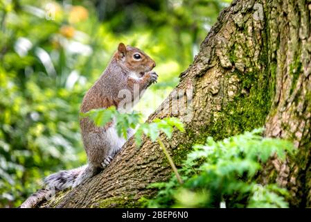 Brighton and Hove UK, 14. April 2020, EIN graues Eichhörnchen im St Ann's Well Park in Hove, das das schöne Frühlingswetter genießt Stockfoto