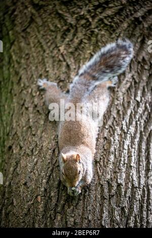 Brighton and Hove UK, 14. April 2020, EIN graues Eichhörnchen im St Ann's Well Park in Hove, das das schöne Frühlingswetter genießt Stockfoto