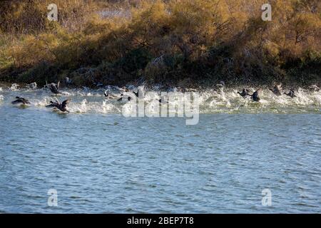 Eine große, überraschte Entenschar zieht in einem Wasserstrahl aus, See Vistonida, Porto Lagos, Region Xanthi, Nordgriechenland. Erstaunliche Natur in Aktion, seichter selektiver Fokus der Vogel-Silhouetten Stockfoto