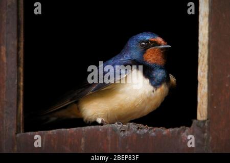 Schwalbe, Hirundo rustica, sitzt am Eingang zu seinem Nest auf EINEM Loch in EINEM Holzschuppen. Aufgenommen in Wales, Großbritannien Stockfoto