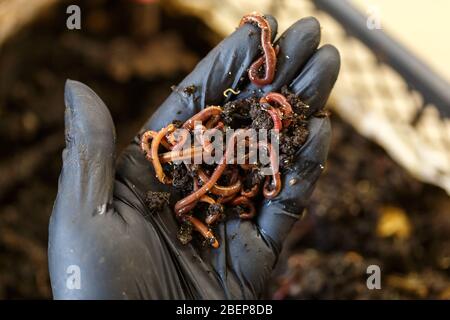 Würmer auf der Hand für hausgemachte Wurmkompostierung. Vermicomposting ist Methode der Umwandlung von Hauspflanze basierten Müll und Küche Lebensmittel Reste in reiche Org Stockfoto